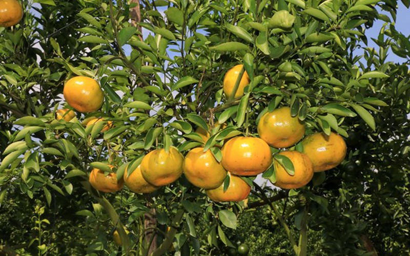 Thứ cây đặc sản ra quả ngon, ăn bổ dưỡng này dân Đồng Tháp đưa lên chậu bán Tết, ai ngờ lại hút hàng