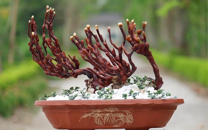 Đem nấm linh chi làm bonsai chơi Tết, nhiều người nhìn thấy là muốn mua 