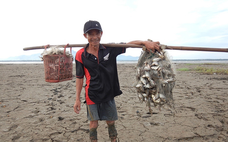 Đây là loài cá dân bắt được nhiều nhất tại đầm nước tự nhiên rộng 13.000ha ở Bình Định, dính lưới gỡ mỏi tay