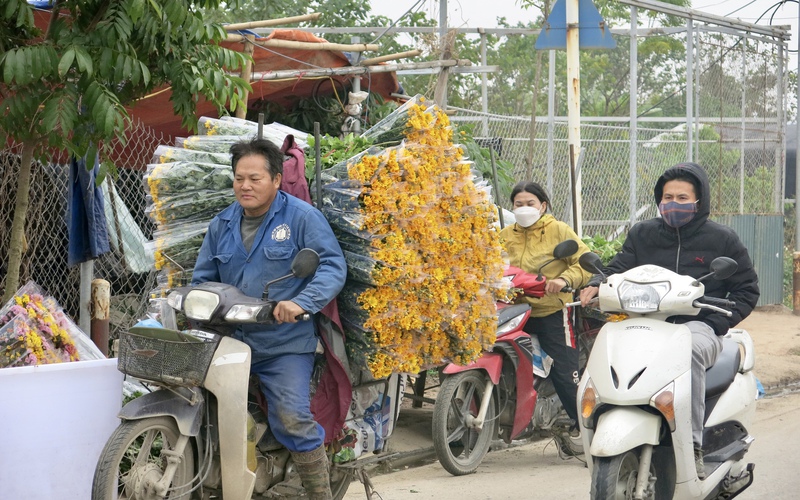 Làng hoa lâu đời nhất Hà Nội hối hả những ngày cận Tết Nguyên đán