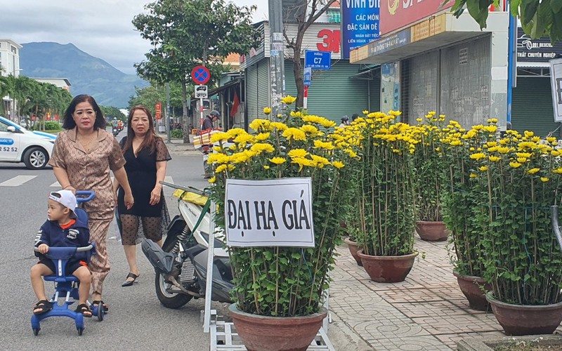 Hoa tết chiều 30 tết ở Khánh Hòa, vắng khách mua, treo bảng đại hạ giá, xả hàng đồng loạt