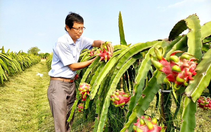 Giá thanh long tăng cao, lập kịch trần mới, nông dân tiếc hùi hụi