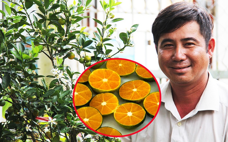 Anh nông dân Bến Tre sở hữu độc quyền giống tắc không hạt, muốn bán vào siêu thị