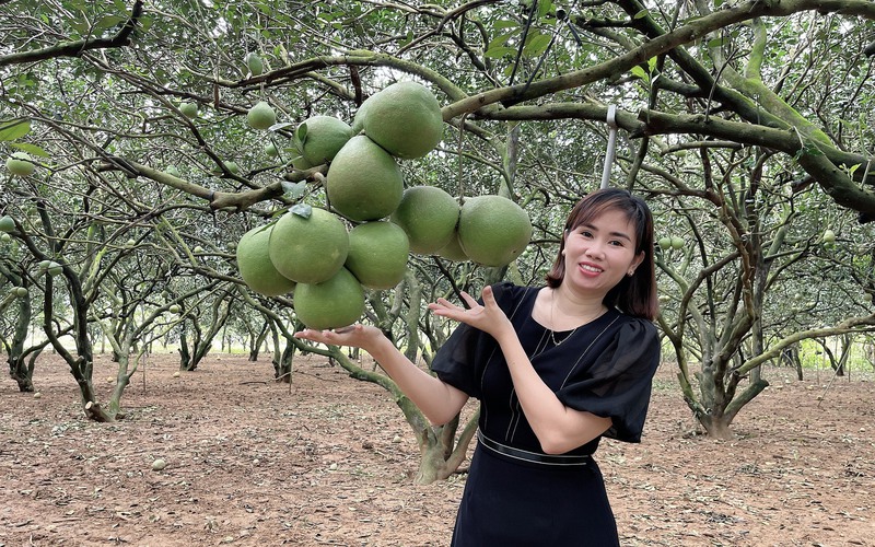 Đồng Nai: Người trồng bưởi kỳ vọng vụ Tết giá tăng, vớt vát sau cả năm thua lỗ