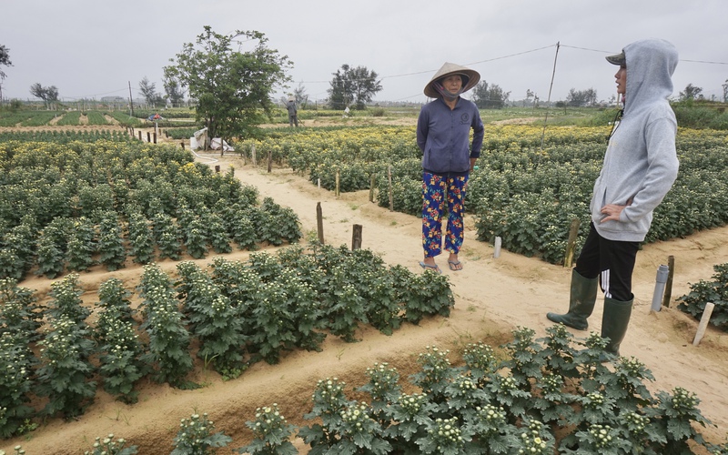 Sát Tết, tại sao nông dân “thủ phủ” hoa cúc Quảng Nam không đem bán mà lại nhổ hoa vứt đầy đồng?