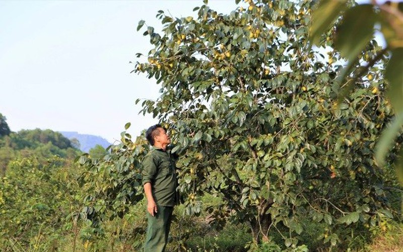 Trồng hồng, người dân Yên Du thu hàng trăm triệu đồng mỗi vụ