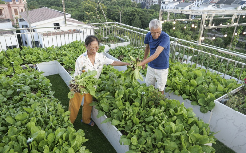Vợ chồng U70 biến mái căn biệt thự 300 m2 thành vườn rau xanh mướt giữa lòng Hà Nội