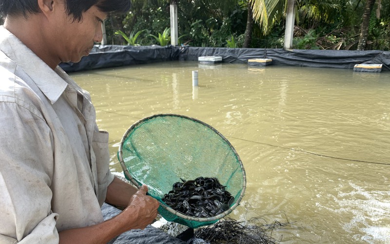 Một nông dân Hậu Giang vượt khó ngoạn mục, thu tiền tỷ nhờ nuôi thành công loài cá đặc sản