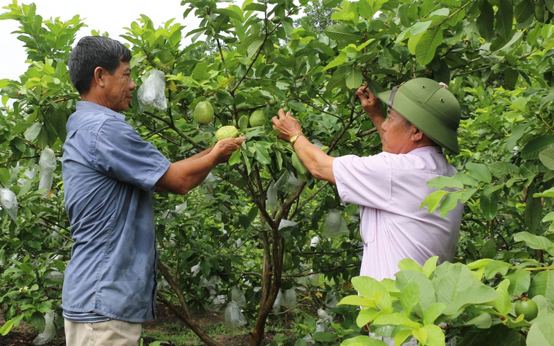 Nguồn vốn Quỹ Hỗ trợ nông dân tiếp sức nông dân Quảng Ninh xây dựng thương hiệu nông sản