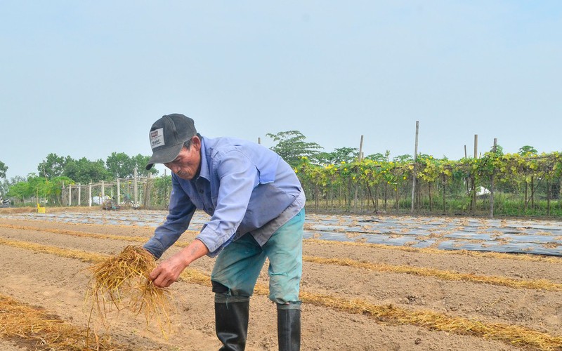 Vùng đất giữa lòng thành phố Thái Bình, nông dân quanh năm trồng đủ loại rau, sống đời no ấm