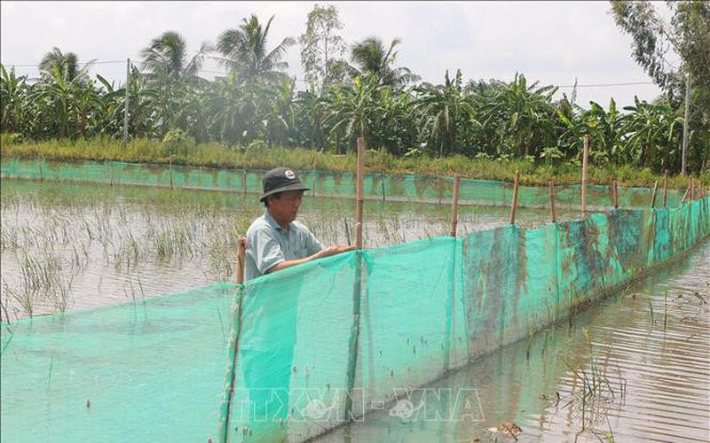 Nước tràn đồng, nông dân Sóc Trăng đăng quầng nuôi cá ruộng mùa nước nổi, chả phải cho ăn, thu lời khỏe