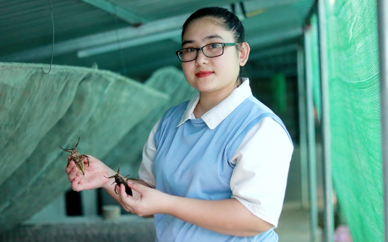 Gác bằng Đại học Nông nghiệp, cô gái Hà Tĩnh về quê nuôi cà cuống làm giàu, cả làng phục lăn