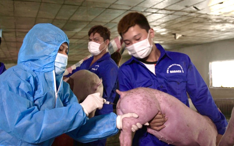 Bộ NNPTNT kiến nghị Thủ tướng Chính phủ hỗ trợ kinh phí cho lực lượng chống dịch tả lợn châu Phi, viêm da nổi cục
