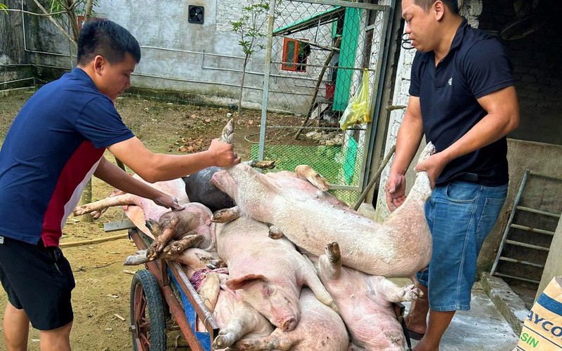 Nghệ An triển khai nhiều phương án bảo vệ đàn lợn hơn 981.000 con trước dịch tả lợn châu Phi