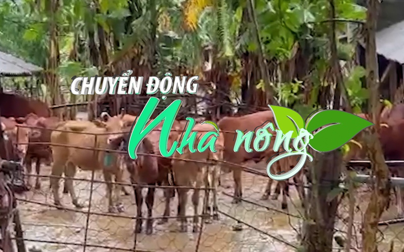 Chuyển động Nhà nông 15/11: Đà Nẵng, Quảng Trị thiệt hại 1.090 con gia súc, gia cầm do mưa lũ