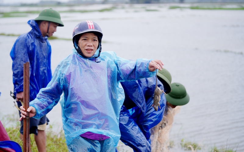 Cả làng ở Hà Tĩnh cầm gậy đi dưới trời mưa, lội nước đồng mùa lũ đánh bắt một loài vật, bày la liệt