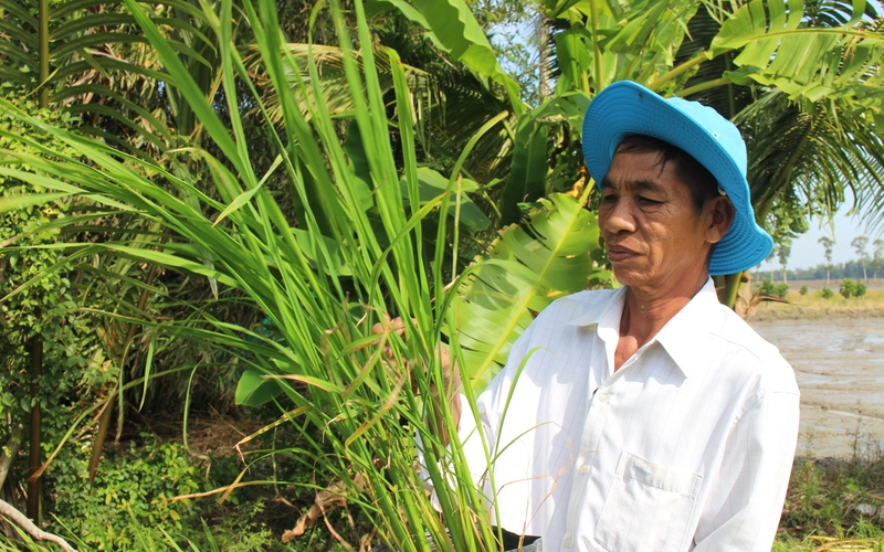 "Con đường lúa gạo Việt Nam" đẹp như phim ở Hậu Giang, hơn 10.000 chậu lúa do một nông dân chăm