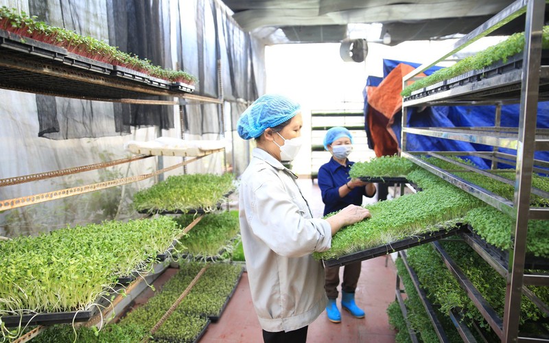 Nông nghiệp Thủ đô đột phá nhờ đẩy mạnh tái cơ cấu, nhiều mô hình sản xuất xanh