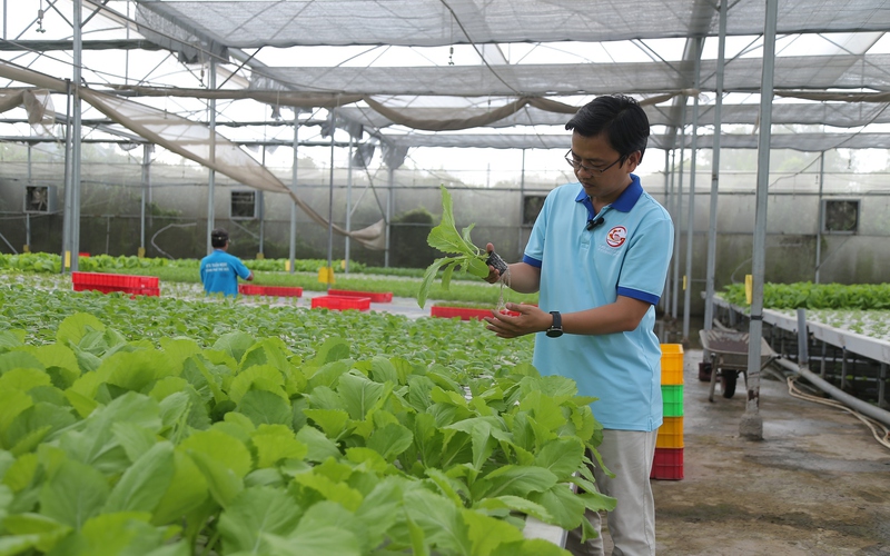 Video: Phát triển nông nghiệp đô thị ở TP.HCM: HTX trồng rau “không chạm đất”, thu 5 tỷ đồng mỗi năm