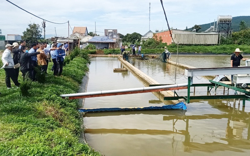 Nuôi cá đặc sản công nghệ "sông trong ao" ở Lâm Đồng kiểu gì mà nhiều người đang đến xem
