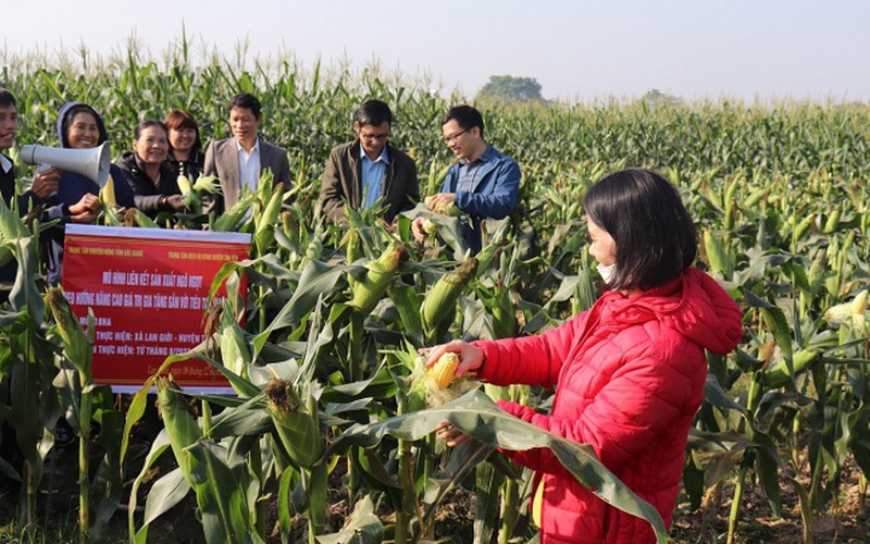 Liên kết trồng ngô ngọt, nông dân Bắc Giang được hỗ trợ phân bón, thuê máy bay không người lái 