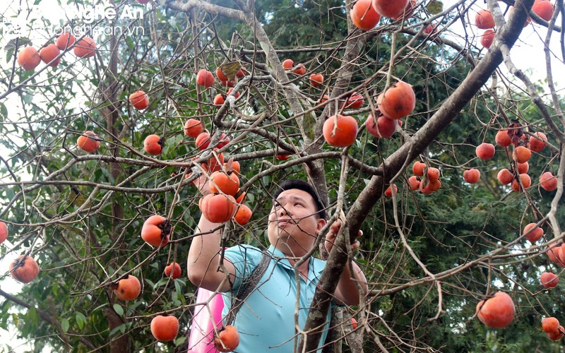 Cận cảnh loại quả ngon, mềm, chín mọng đỏ treo la liệt trên cây ở một huyện miền núi tỉnh Nghệ An