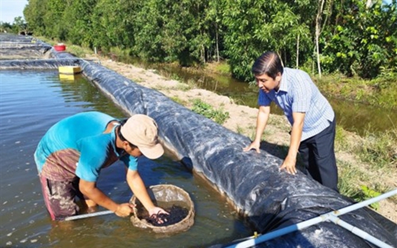 Nuôi cá chạch lấu giống trong bể lót bạt ở Hậu Giang, nông dân có thu nhập cao, nhiều người tò mò