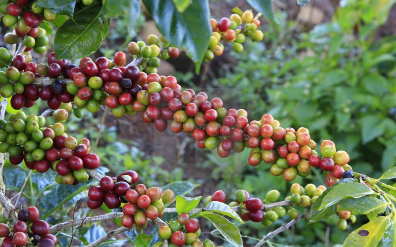 Giá cà phê tăng nhẹ phiên cuối tuần, cà phê nội cao nhất lên 44.000 đồng/kg