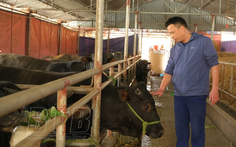 Thái Bình: Nuôi giống bò to bự, ví như "cỗ máy sản xuất thịt", công nhân được trả lương 5 triệu/tháng