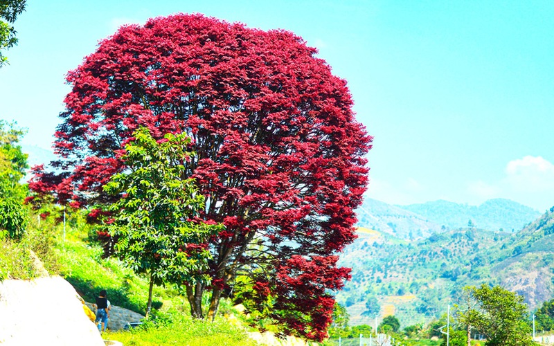 Dưới chân núi Chúa có 2 cây lá đỏ, không phải cây phong thì là cây gì mà nhiều người lặn lội đến ngắm?