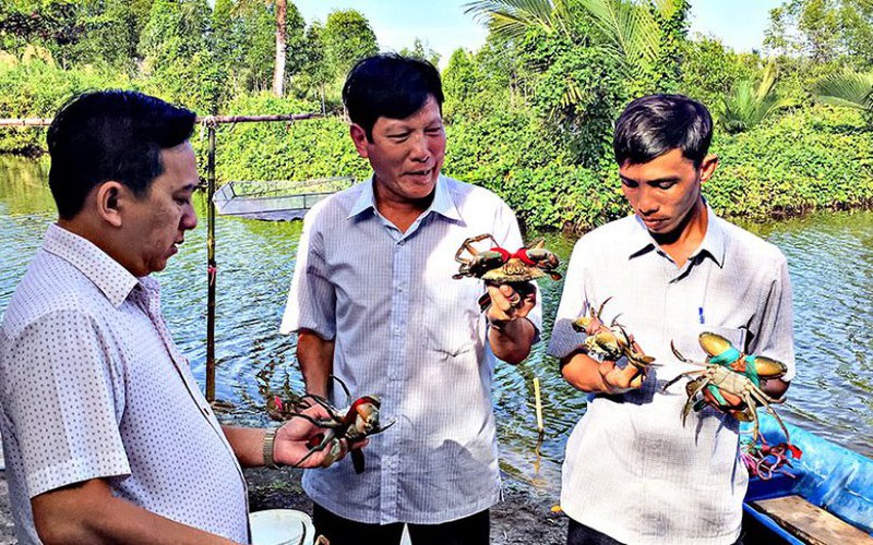 Cà Mau: Nuôi thủy sản kết hợp trong một ao, nông dân thêm lời, có một loài nuôi mà không cần cho ăn