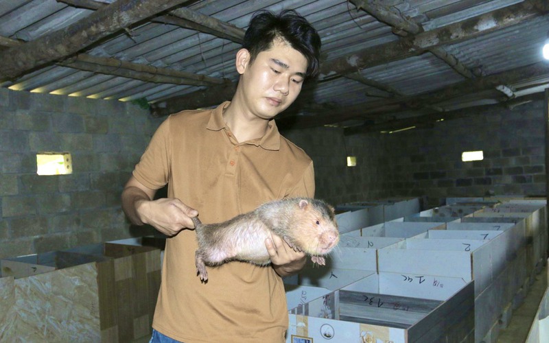 Nuôi loài gặm tre sồn sột, thích ăn mía, 9X Quảng Bình thu 300 triệu/năm