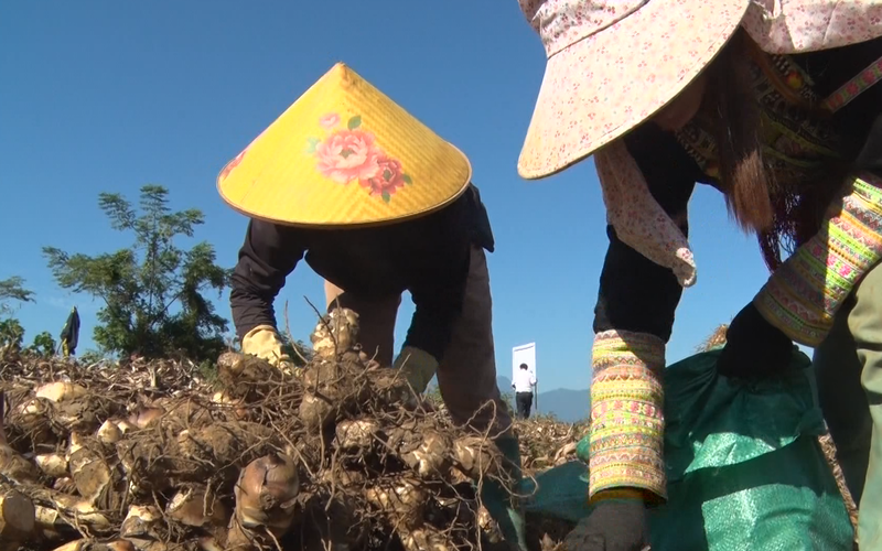 Nông dân Lai Châu trồng dong riềng củ to, nhiều bột, nhà nhà phấn khởi vì có tiền