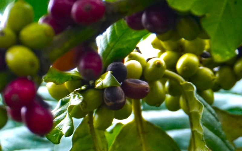 Giá cà phê lặng sóng, xuất khẩu cà phê Việt vẫn còn nhiều thách thức