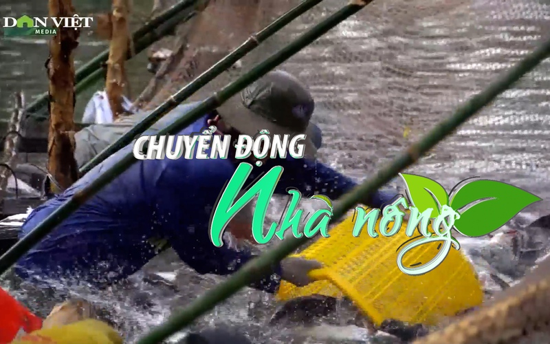 Chuyển động Nhà nông 21/2: Trung Quốc mua cá tra Việt Nam với số lượng “khủng”