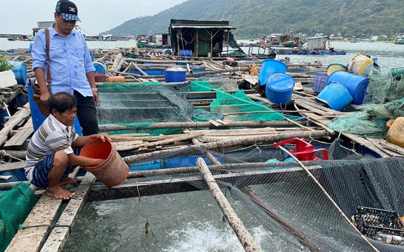 Không có việc cá nuôi lồng bè, hàu, vẹm xanh chết hàng loạt ở xã đảo Hòn Tre của Kiên Giang, chỉ chết rải rác
