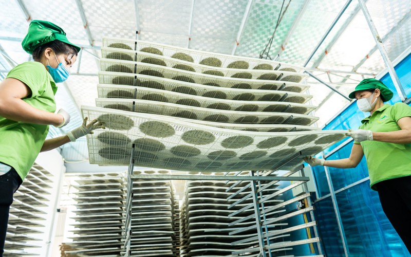 Hai anh trai làng Nghệ An bán bánh đa đặc sản ra nước ngoài, thu gần 15 tỷ/năm