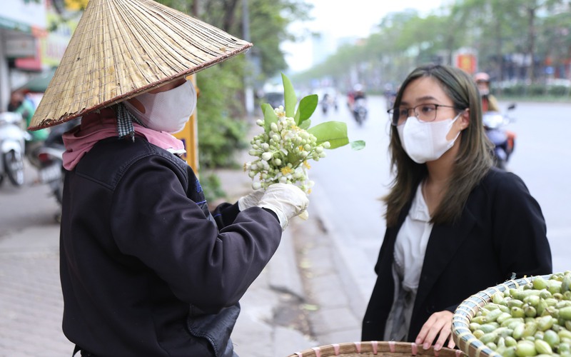 Người dân Hà Nội mê loài hoa dân dã hương thơm nồng nàn, hoa bưởi thành hàng đắt đỏ