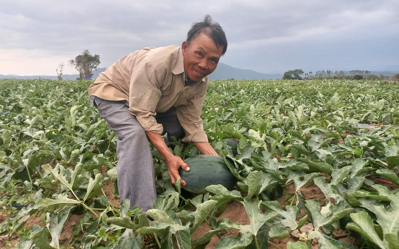 Trung Quốc "mở cửa", giá dưa hấu tăng cao, nông dân Gia Lai mừng ra mặt