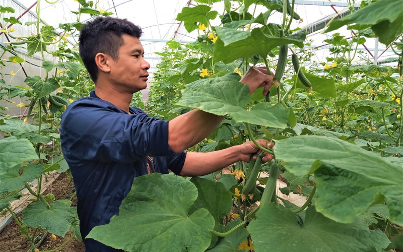 Bỏ phố về làng, trai Hải Dương trồng dưa, trồng cà "đẻ" vỡ kế hoạch, nuôi gà "đông như quân Nguyên"