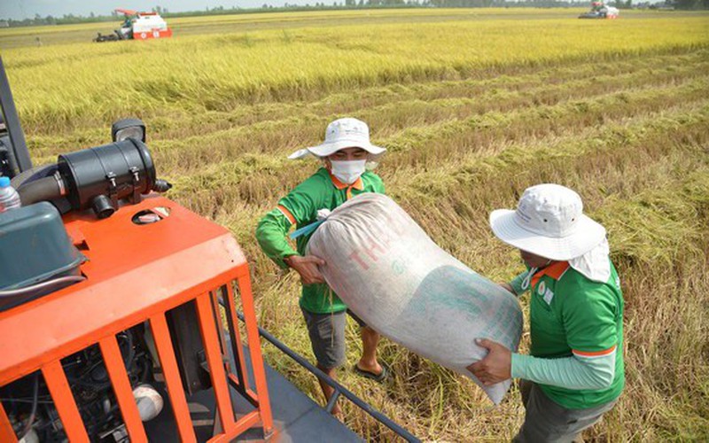 ĐBSCL: Thị trường lúa gạo, trái cây sôi động