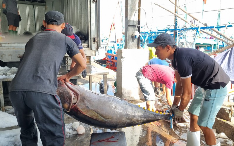 Sau Tết, nhiều tàu cá cập bến ở Khánh Hòa mang theo cá ngừ đại dương trọng lượng "khủng"
