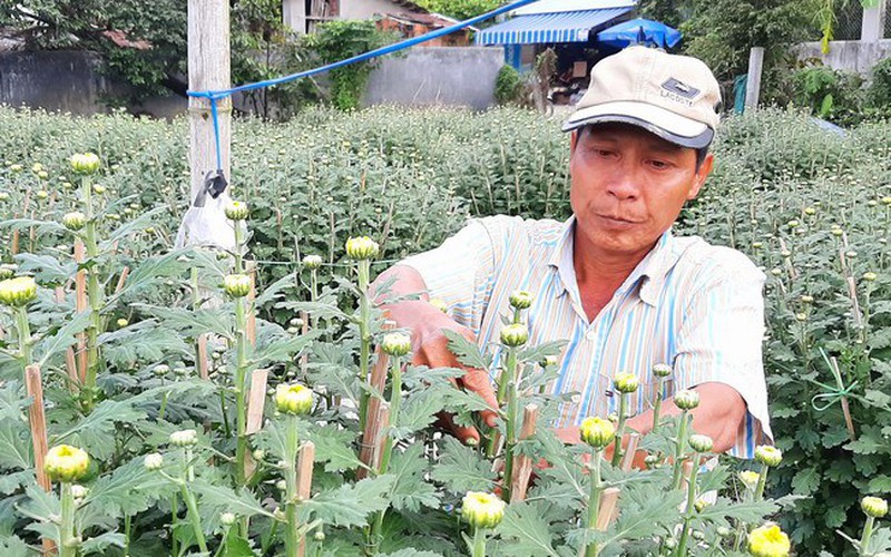 Cả làng ở Bình Định phất lên lên nhờ dịp Tết vừa qua trồng loài hoa này bán giá hời, thu tiền tỷ