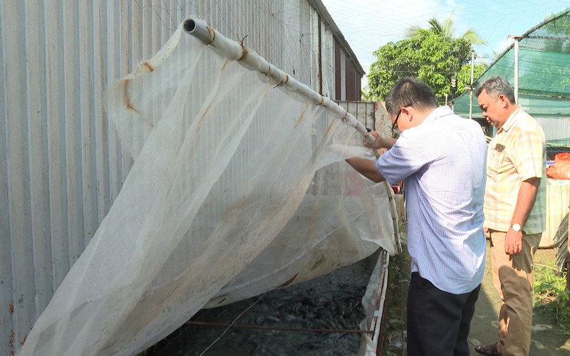 An Giang: Nuôi cá rô, cá lóc, cá chốt trong bồn hệ thống tuần hoàn, dân