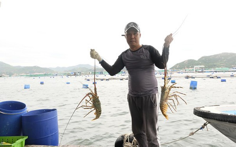 "Thủ phủ" nuôi tôm hùm ở Khánh Hòa là tại hòn đảo nào mà gặp thời giá tốt, nhiều nhà thu tiền tỷ?