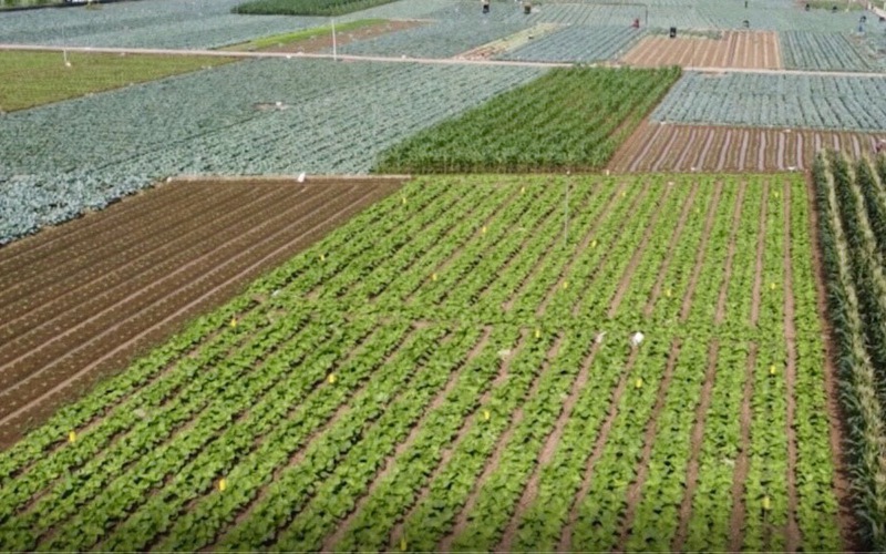 Vựa rau xanh lớn nhất Hà Nội tất bật sau Tết 