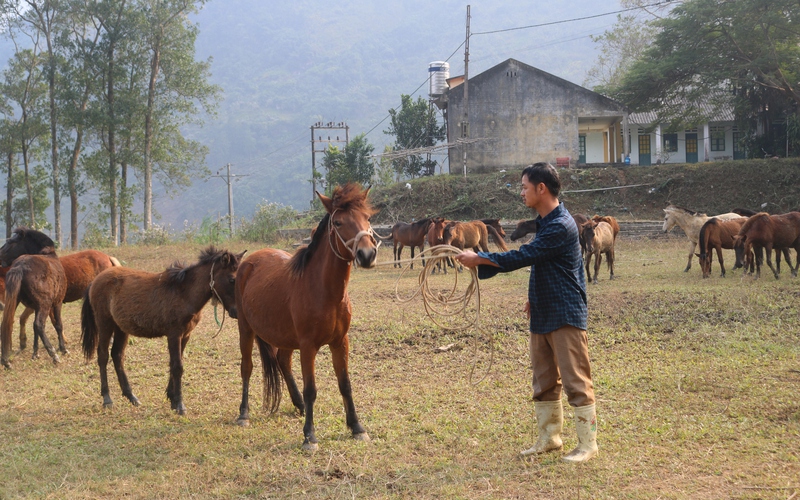 Nông dân vùng cao Lào Cai nhân rộng các mô hình kinh tế