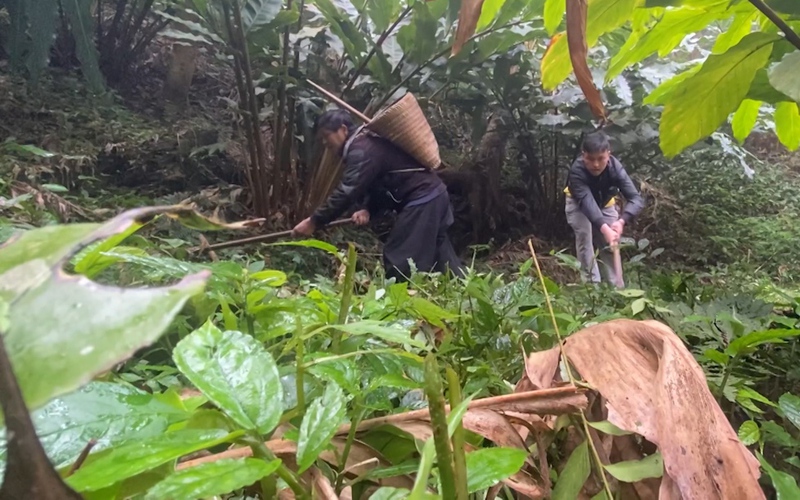 Vào rừng già mù sương ở Sơn La xem đồng bào dân tộc Mông trồng thứ cây "thoát nghèo, làm giàu"