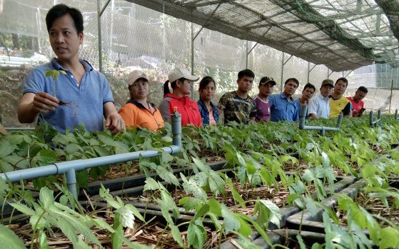 Quảng Nam: Huyện Nam Trà My chú trọng phát triển cây dược liệu, nhất là cây sâm Ngọc Linh