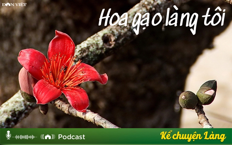 Hoa gạo làng tôi